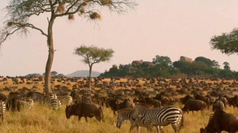 Tanzania Serengeti