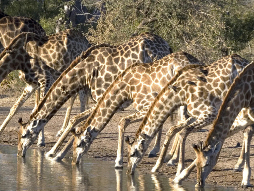 safari reis naar Kruger