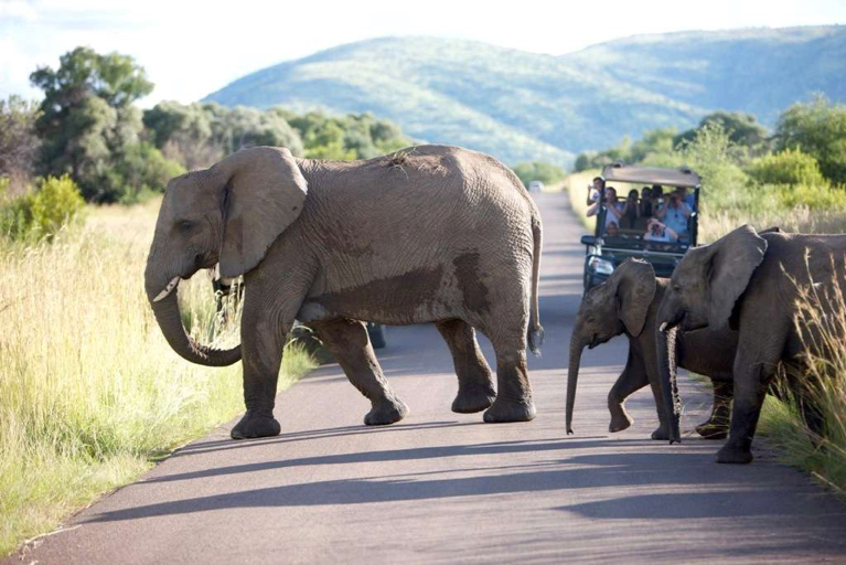 Safari in Pilanesberg