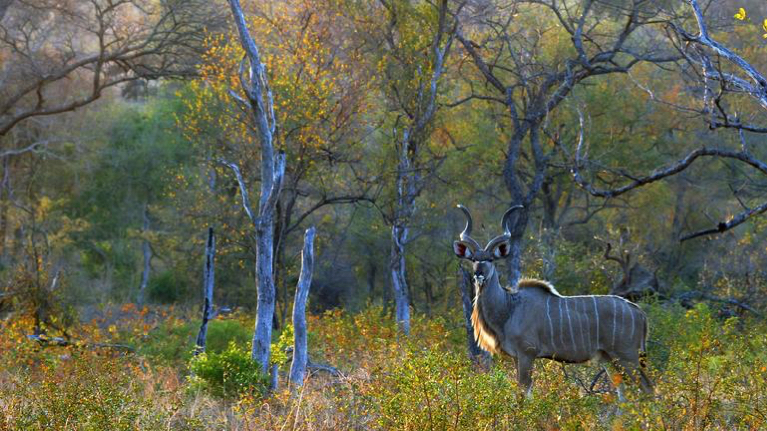 Safari Greater Kruger