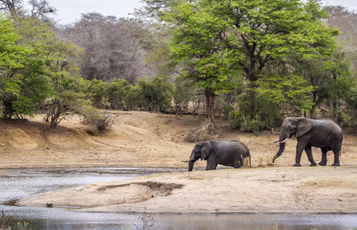 safari reis naar Kruger