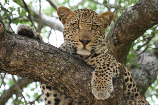 safari reis naar Kruger