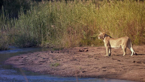 safari reis naar Kruger