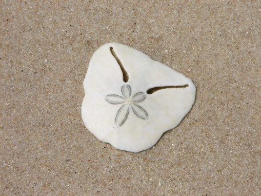 Pansy schelp